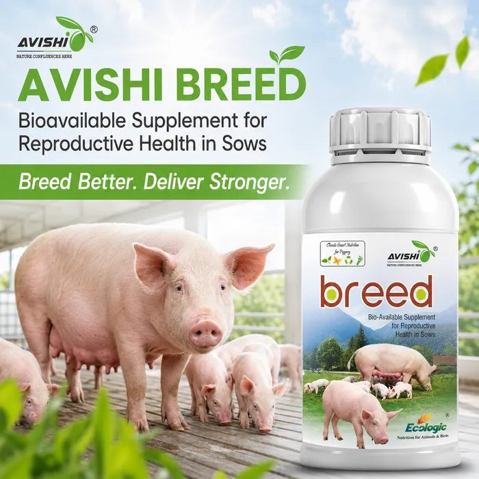 AVISHI BREED