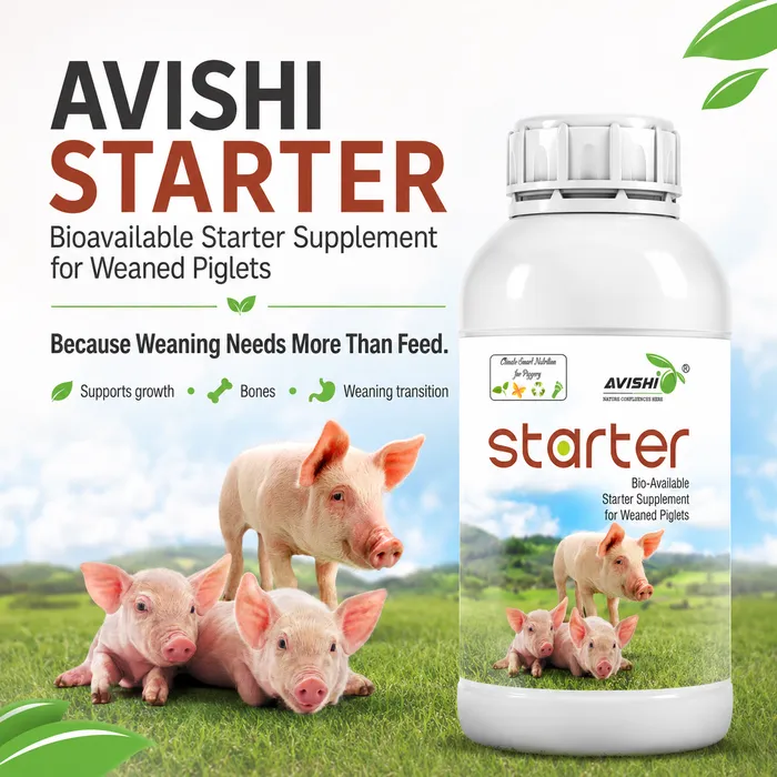 AVISHI STARTER