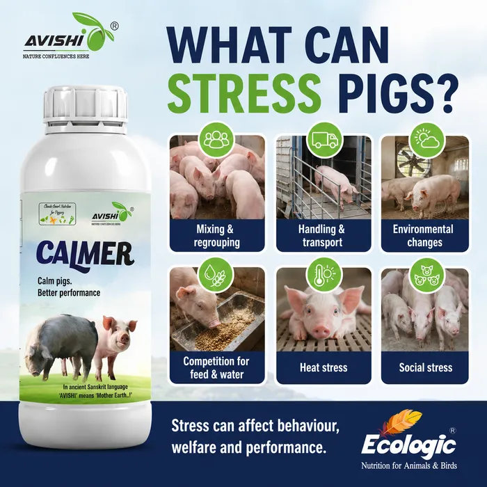 AVISHI CALMER