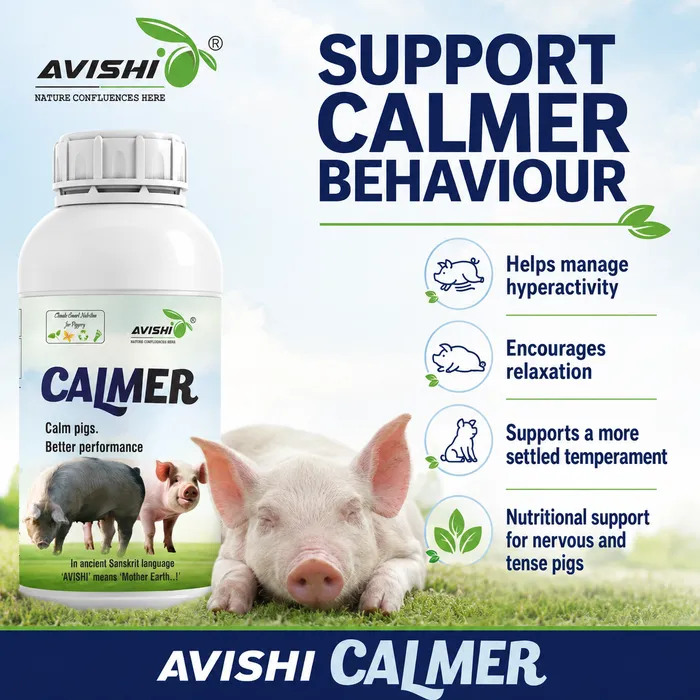 AVISHI CALMER
