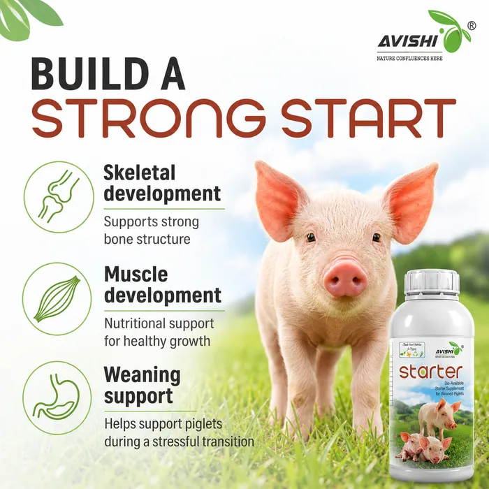 AVISHI STARTER