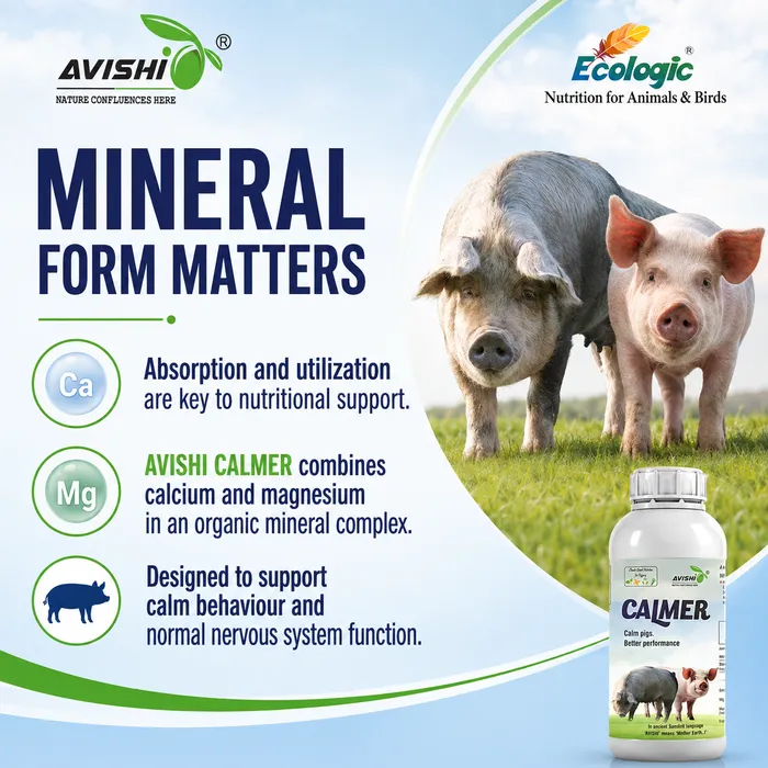 AVISHI CALMER