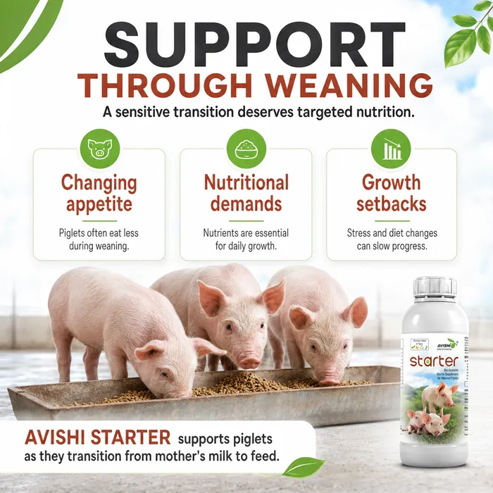 AVISHI STARTER