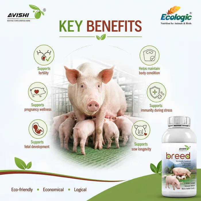 AVISHI BREED