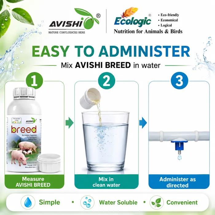 AVISHI BREED