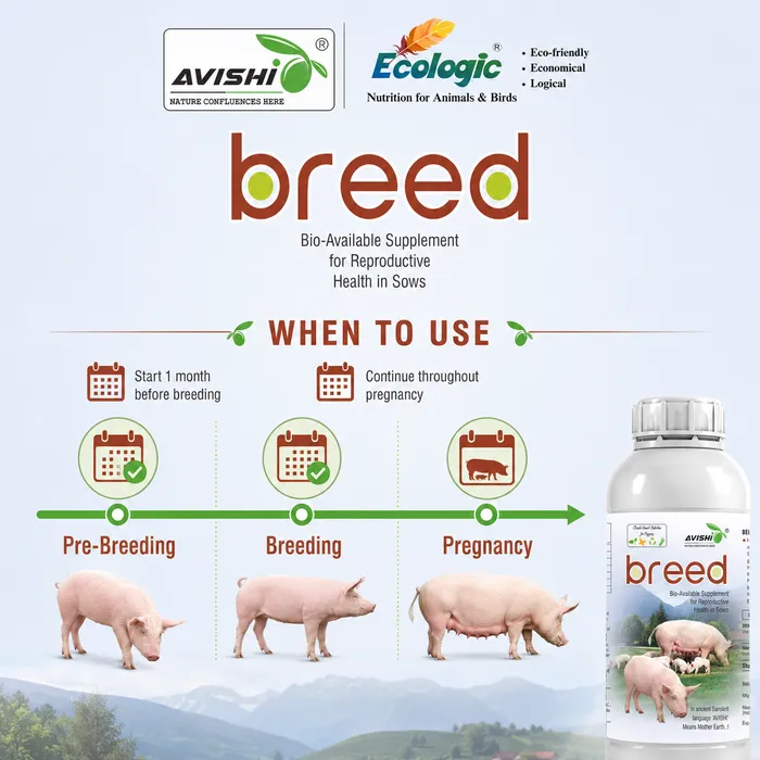 AVISHI BREED