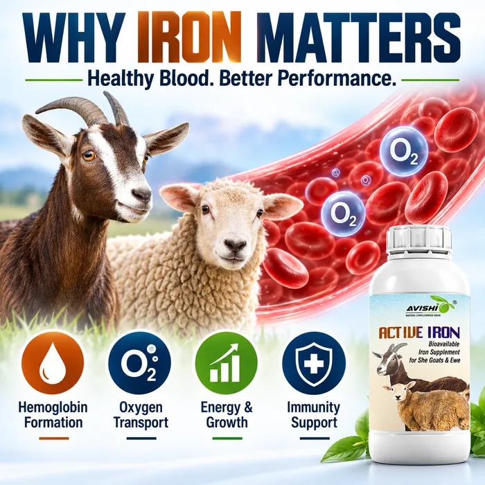 AVISHI ACTIVE IRON