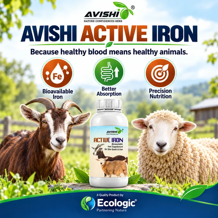 AVISHI ACTIVE IRON