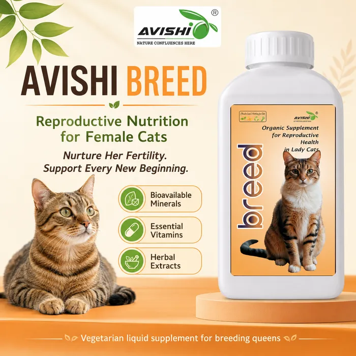 AVISHI BREED
