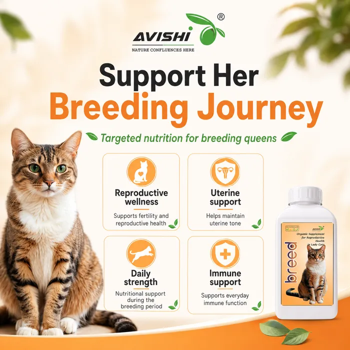 AVISHI BREED