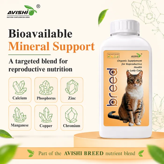 AVISHI BREED