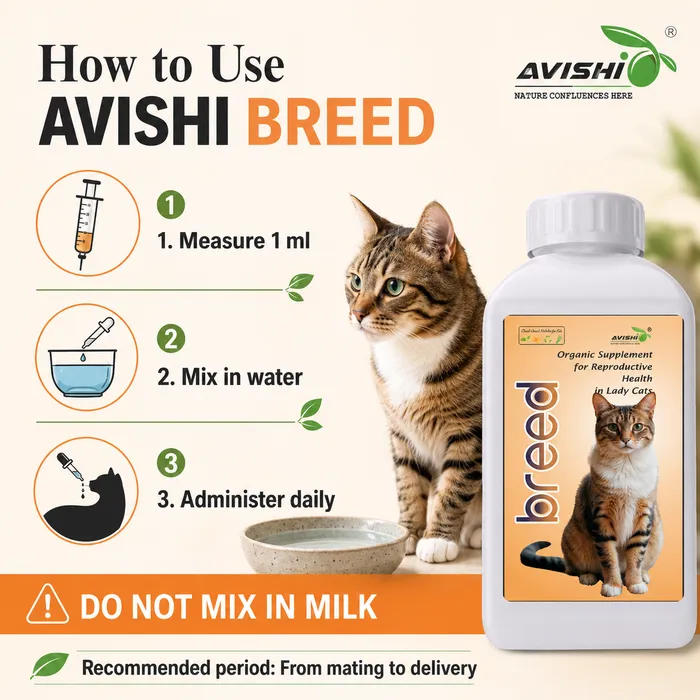 AVISHI BREED