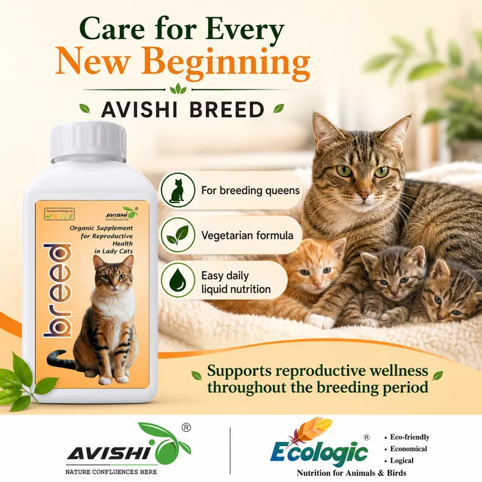 AVISHI BREED