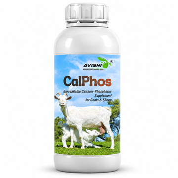 AVISHI CALPHOS