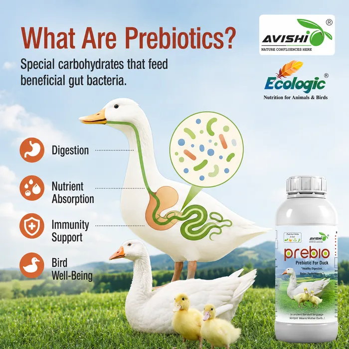 AVISHI PREBIO