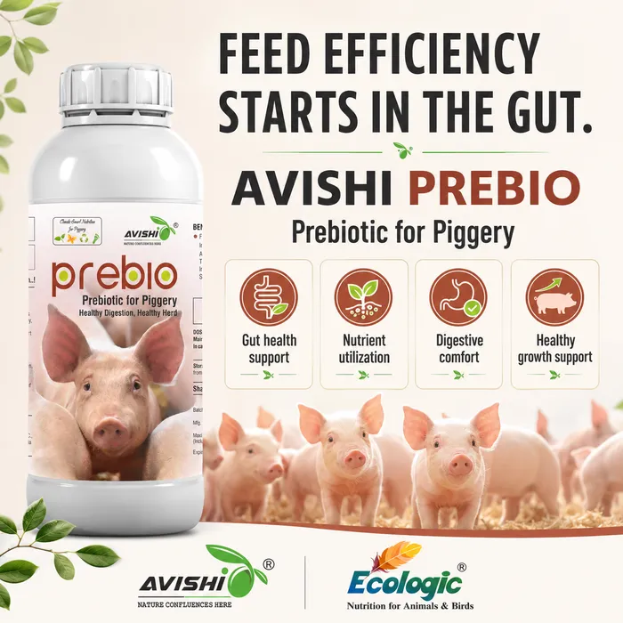AVISHI PREBIO