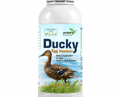 AVISHI DUCKY