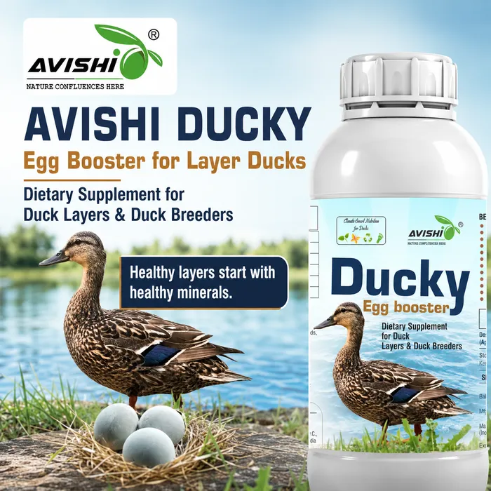 AVISHI DUCKY