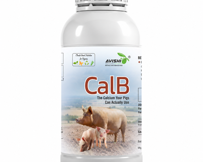AVISHI CalB