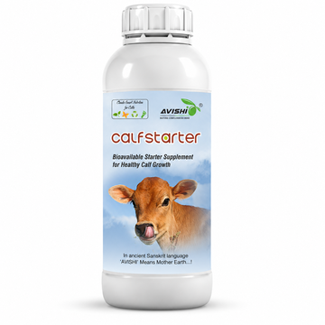 AVISHI CALF STARTER