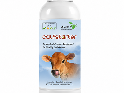AVISHI CALF STARTER