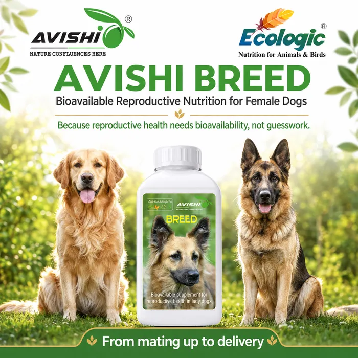 Avishi Breed (Canine) Clinical Information
