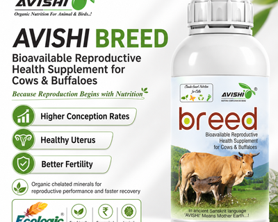 AVISHI BREED