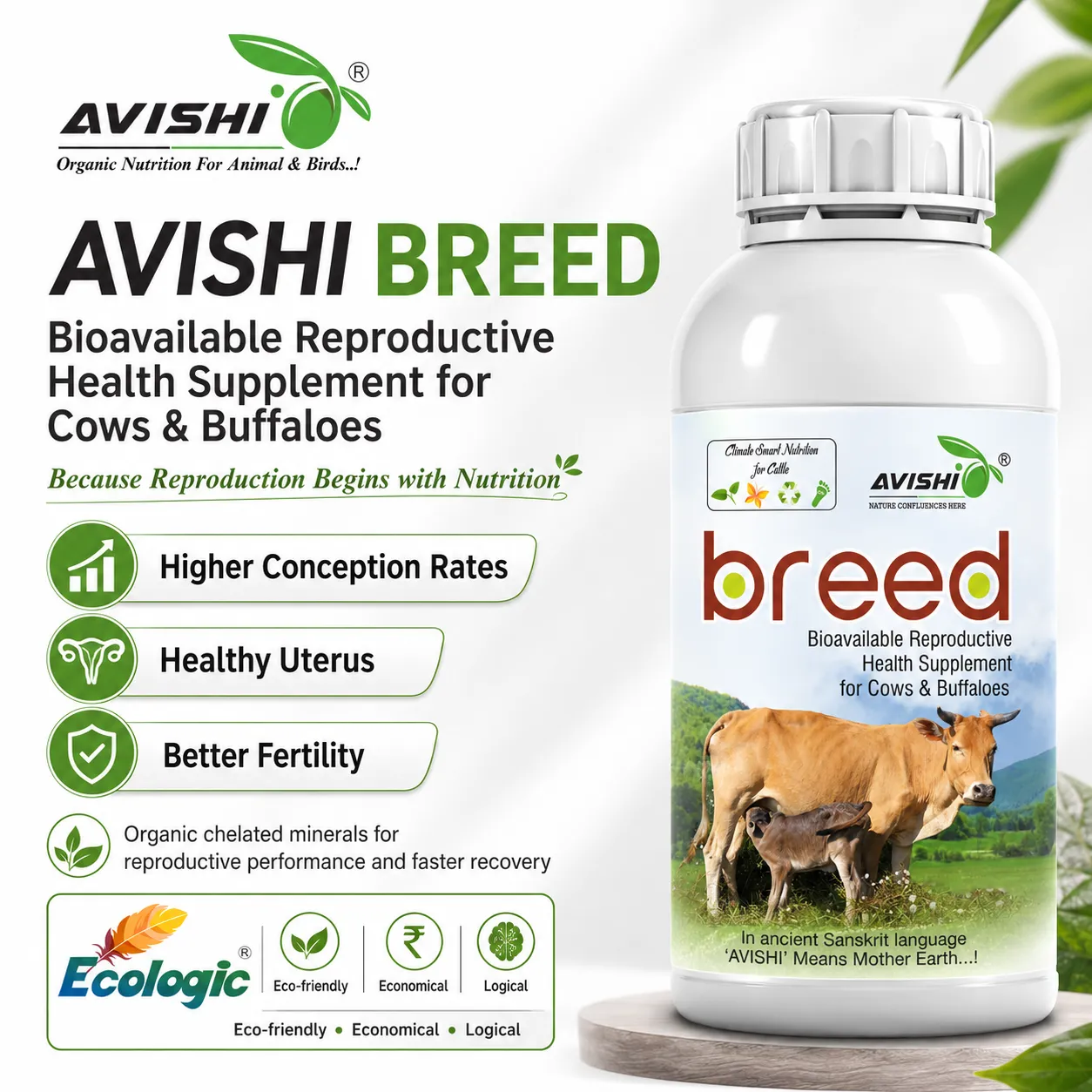 AVISHI BREED