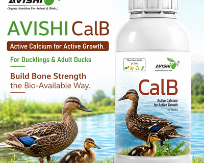 AVISHI CalB