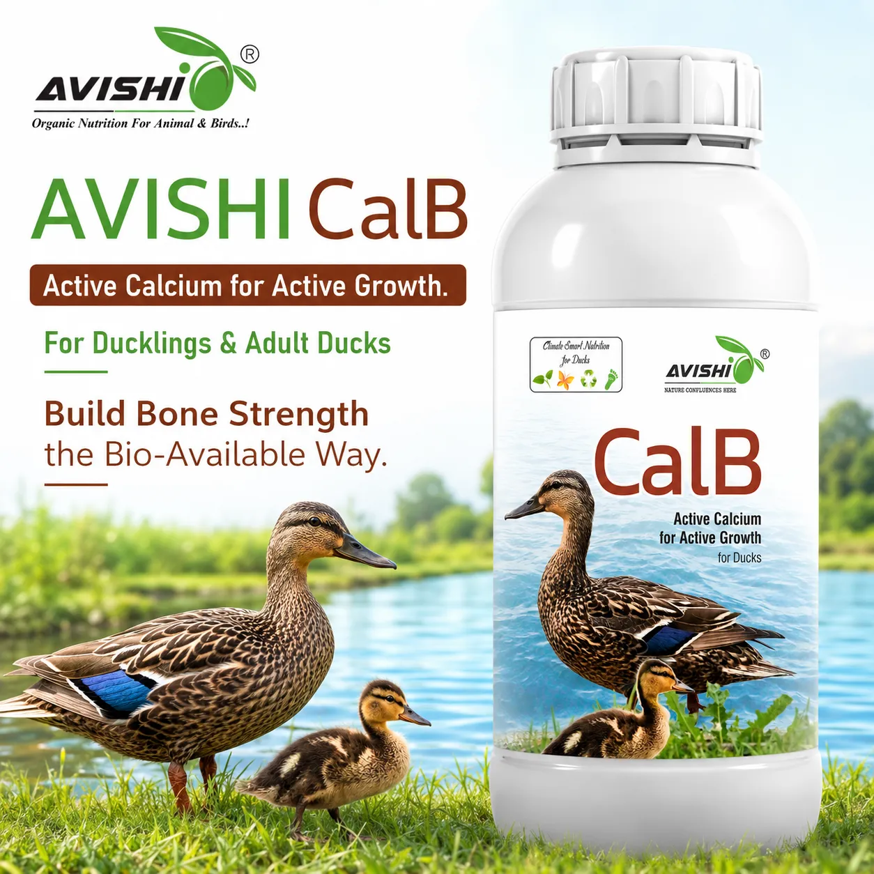 AVISHI CalB