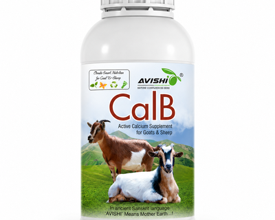 AVISHI CalB