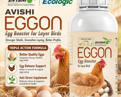 AVISHI EGGON