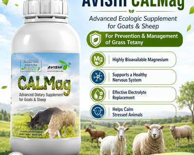 AVISHI CALMAG