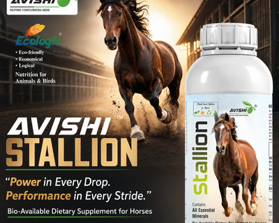 AVISHI STALLION