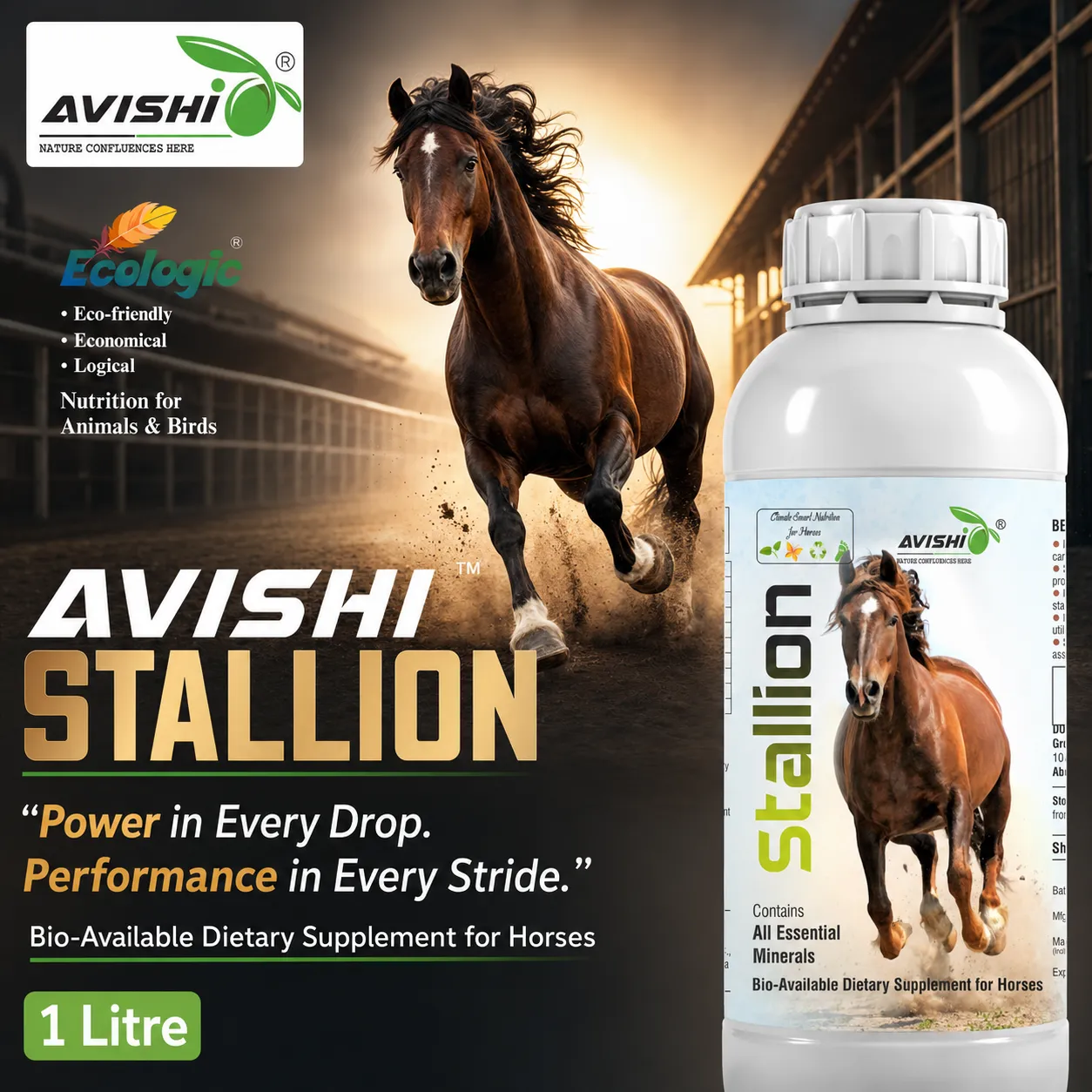 AVISHI STALLION