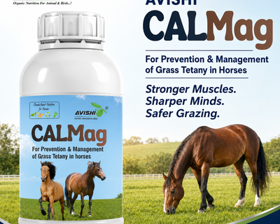 AVISHI CALMAG