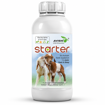 AVISHI STARTER