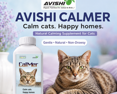 AVISHI CALMER