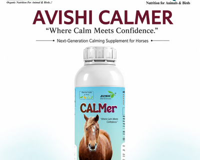 AVISHI CALMER
