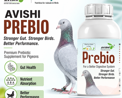 AVISHI PREBIO