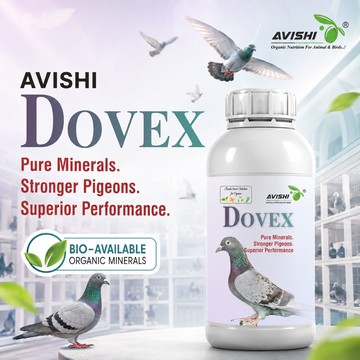 AVISHI DOVEX