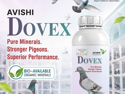AVISHI DOVEX