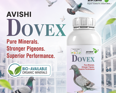 AVISHI DOVEX
