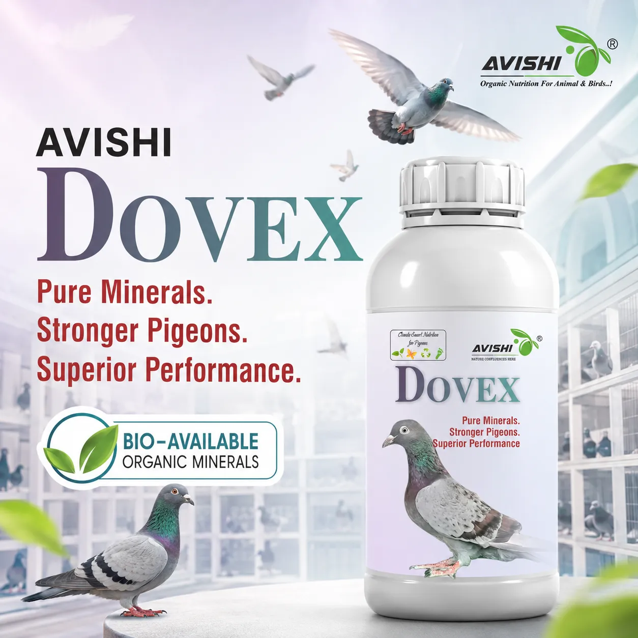 AVISHI DOVEX