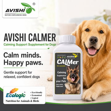 AVISHI CALMER