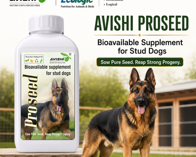 AVISHI PROSEED