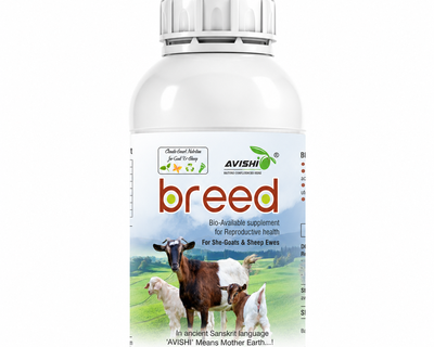 AVISHI BREED
