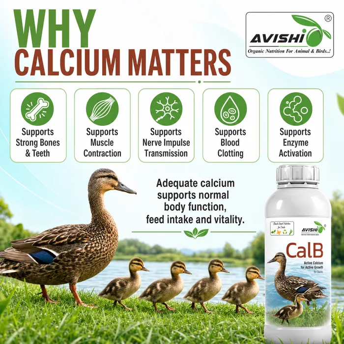 Avishi CalB (Duck) Clinical Information
