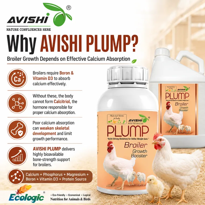 Avishi Plump Clinical Information