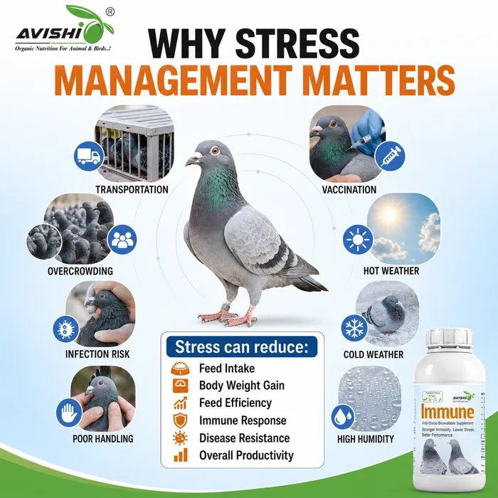Avishi Immune (Pigeon) Clinical Information